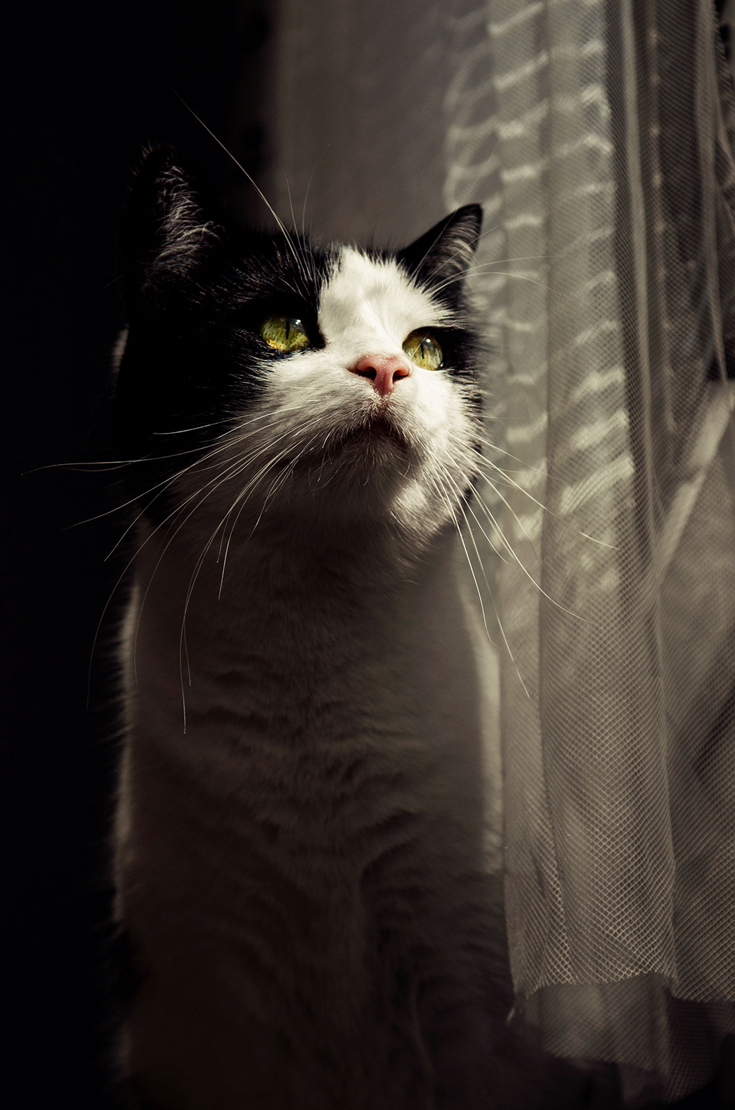 Ta, co fotí | Míša Kociánová | Kočičí portrét